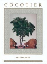 Ficus Benjamina