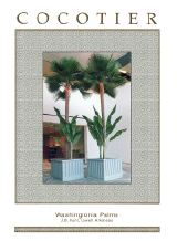 Livistona Palm, J.B. Hunt