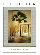 Mediterranean Fan Palm