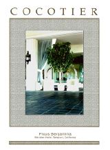 Ficus, Meridien Hotel, Newport Beach