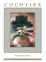 Washingtonia Studio