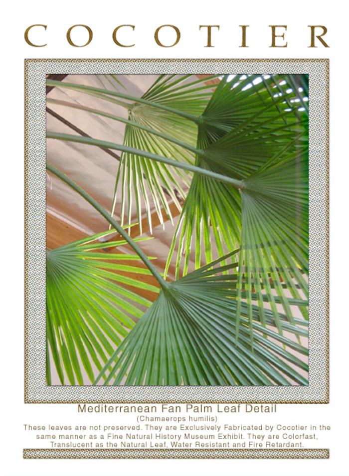 Mediterranean Fan Palm Detail